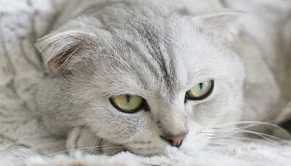 重庆高价上海医保提取2025的最新政策(2025年重庆上海医保怎么提取现金分享)